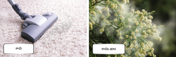 Staub & Pollen
